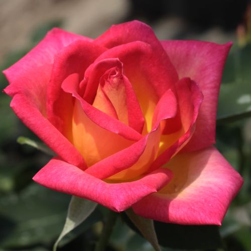 Gärtnerei - Rosa Colorama® - rot-gelb - teehybriden-edelrosen - diskret duftend - Marie-Louise (Louisette) Meilland - Die cremeweißen Blüten mit rotem Blütenblattrand sind nicht nur dekorativ, sie duften auch. Hervorragend geeignet als Schnittblume aber a